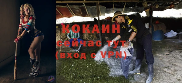 прущие грибы Новозыбков