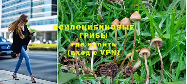 прущие грибы Новозыбков